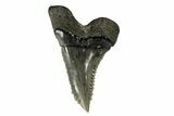 Serrated, Fossil Shark (Hemipristis) Tooth #170449-1